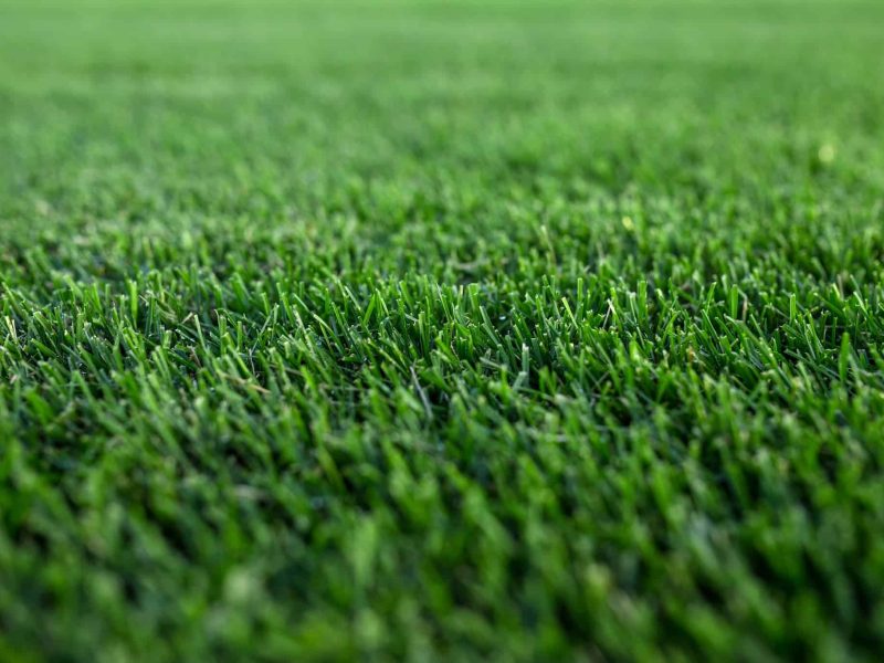 Close-up of lush green grass texture.